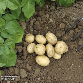 Potato Pentland Javelin