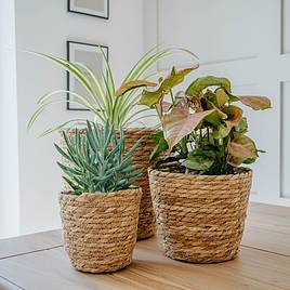 Osaka Straw Basket House Plant Pots