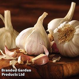 Garlic Bulbs - Picardy Wight