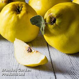 Quince Vranja