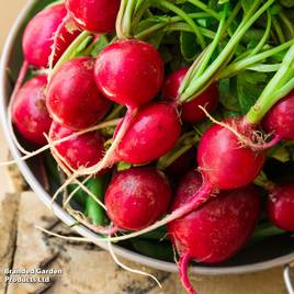 Radish Cherry Belle - Seeds