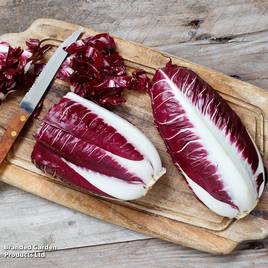 Chicory Rossa Di Treviso - Organic Seeds