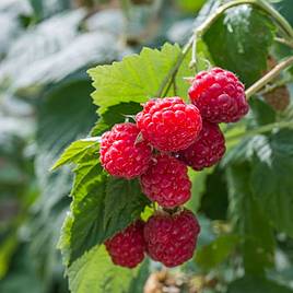 Raspberry Glen Ample (Summer fruiting)