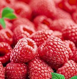 Raspberry Octavia (Summer fruiting)
