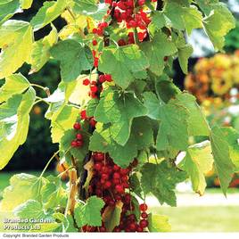 Redcurrant Rovada