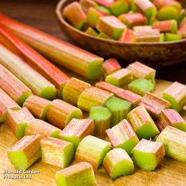 Rhubarb Glaskins Perpetual - Organic Seeds
