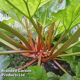 Rhubarb Thompsons Terrifically Tasty (Spring/Autumn Planting)