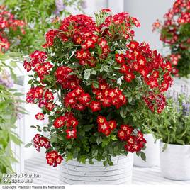 Rose Everglow Ruby (Shrub)