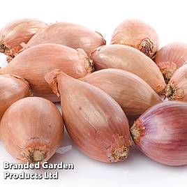 Shallot Mikor (Spring Planting)