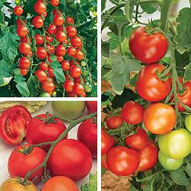 Tomato Gardeners Favourite Collection (Grafted)