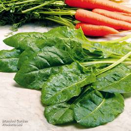 Spinach Perpetual Erbette - Organic Seeds