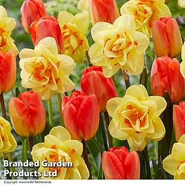 Spring Apricot Shades Mix