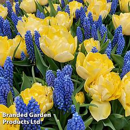 Spring Bulb Collection Perfume Horizon Mix