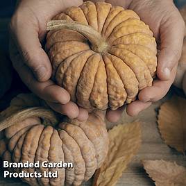 Squash Futsu Black Early (Winter) - Seeds