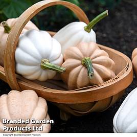 Squash Mashed Potatoes - Seeds