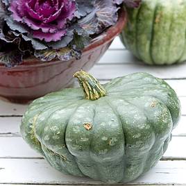 Squash Queensland Blue - Seeds