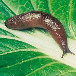 Nematode Slug Killer