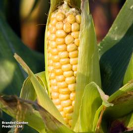 Sweetcorn Damaun - Organic Seeds