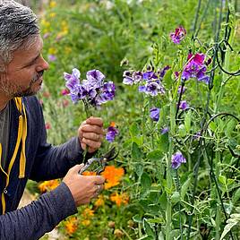 Sweet Pea Earl Grey Blend - Seeds
