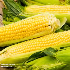 Sweetcorn Medzi - Organic Seeds