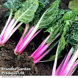 Swiss Chard Peppermint - Seeds