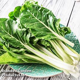 Swiss Chard Fordhook Giant (Organic) Seeds