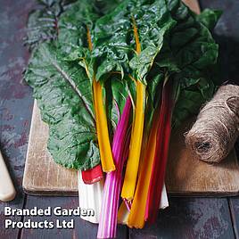 Seed Tape - Rainbow Chard Seeds