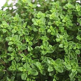 Herb Thyme Common