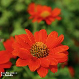 Tithonia Red Torch - Seeds
