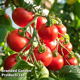 Tomato Shirley F1 Hybrid