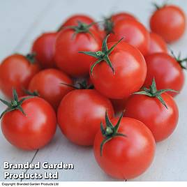 Tomato Seeds - Gardeners Delight (Indeterminate)