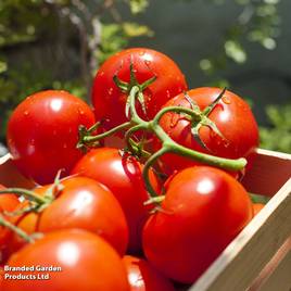Tomato Ailsa Craig (Indeterminate) - Seeds