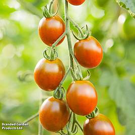 Tomato Bronzy - Organic Seeds