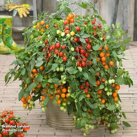 Tomato Double Love