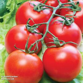 Tomato Gardeners Delight (Indeterminate) - Seeds