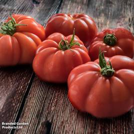 Tomato Marmande