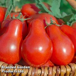 Tomato Red Pear (Organic) Seeds