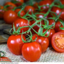 Tomato Rubylicious