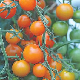 Sweetest Tomato Duo