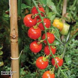 Tomato Sweet Million