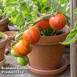 Tomato Tigerella (Organic) Seeds (Indeterminate)