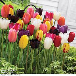 Tulip Everlasting Mixed