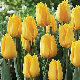 Tulip Yellow Flight
