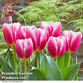 Tulip Angels Share