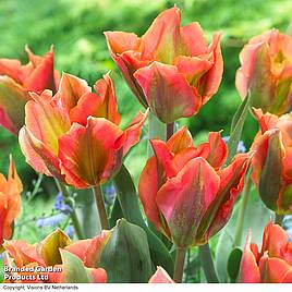 Tulip Artist