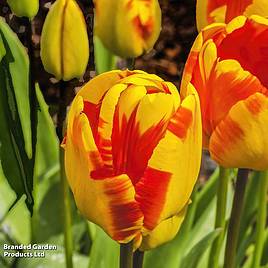 Tulip Banja Luka