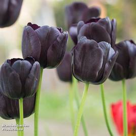 Tulip Black Satin