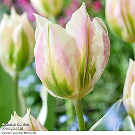 Tulip Blushing Artist