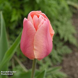 Tulip Blushing Lady