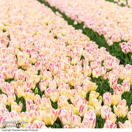 Tulip Blushing Parrot